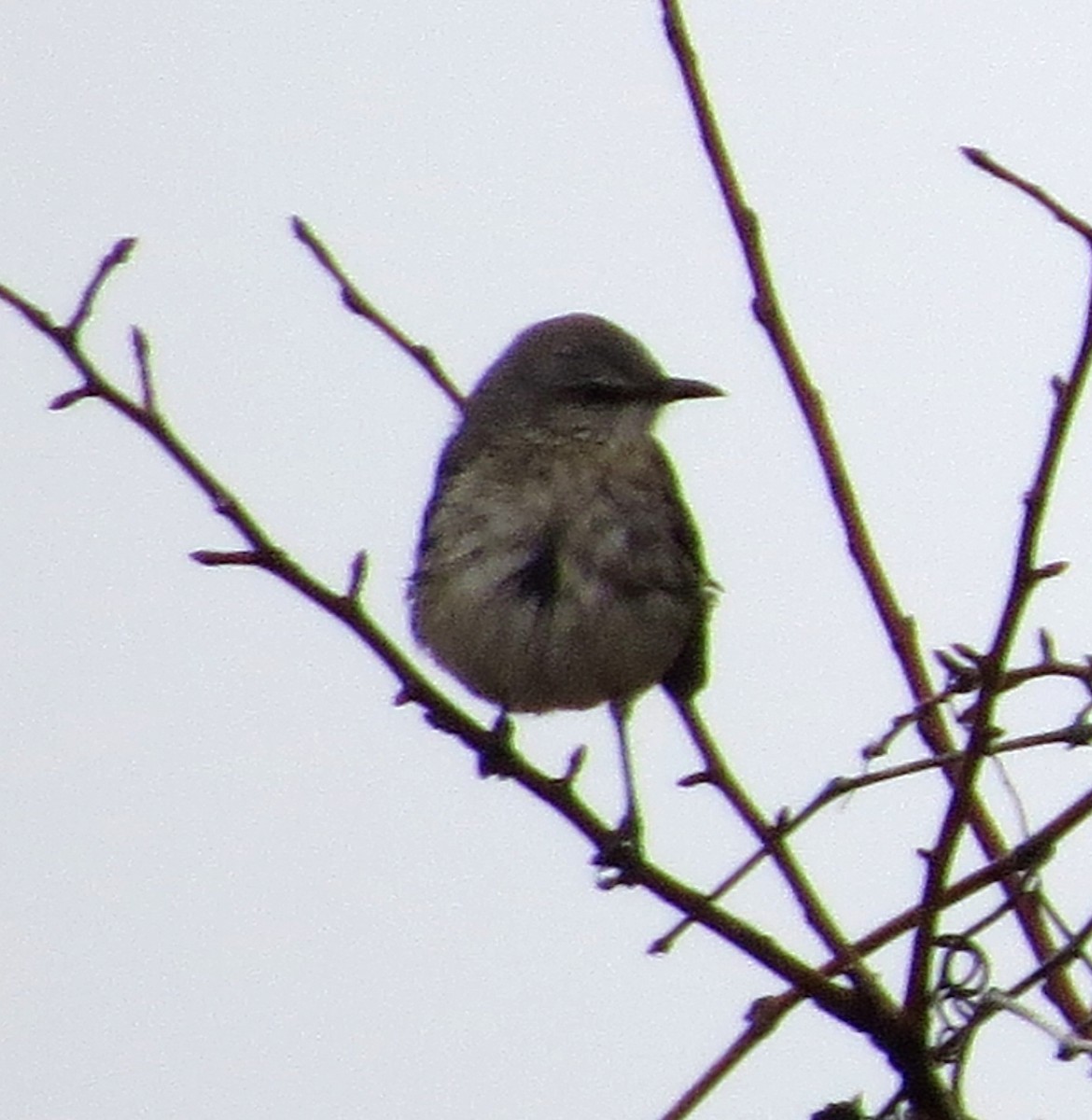 Northern Mockingbird - ML629959962