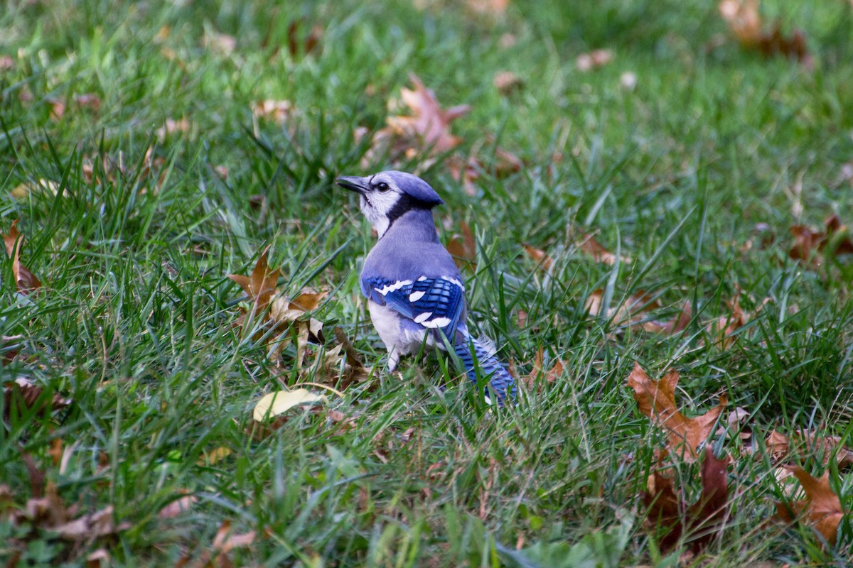 Blue Jay - ML629960164