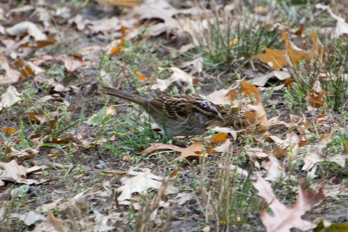 White-throated Sparrow - ML629960181