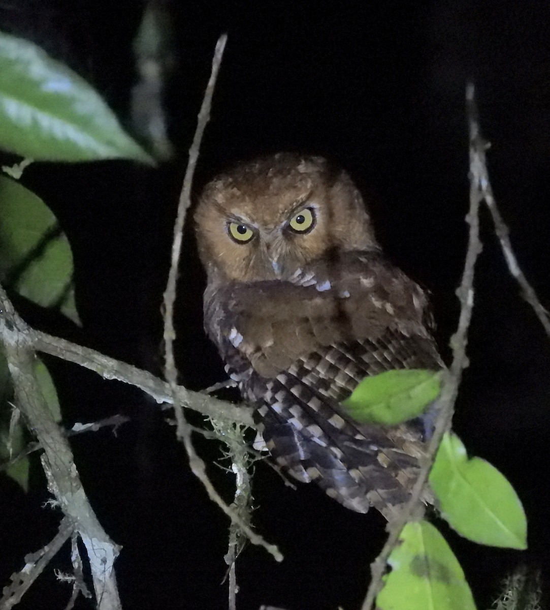 Santa Marta Screech-Owl - ML629960198