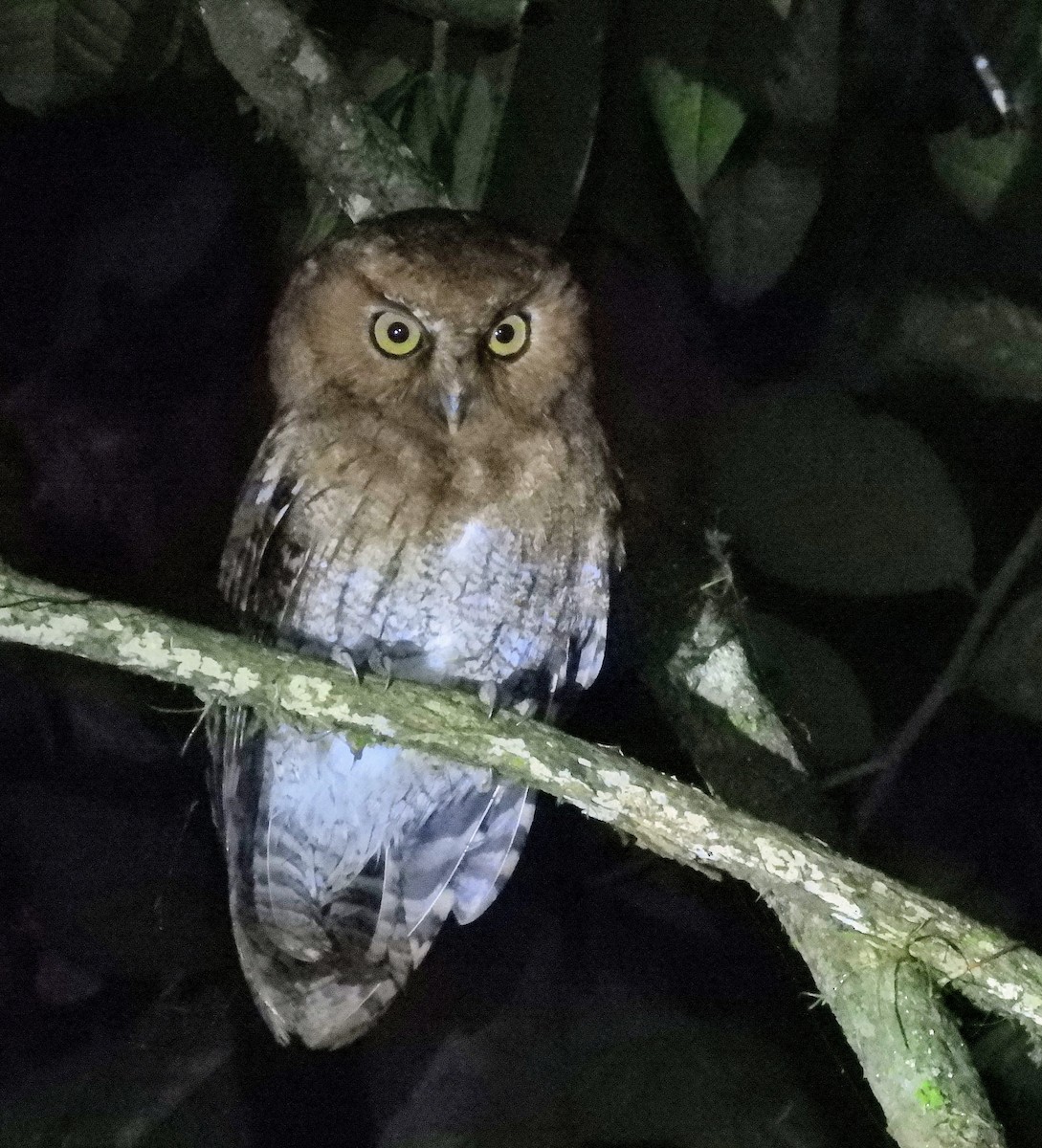 Santa Marta Screech-Owl - ML629960199