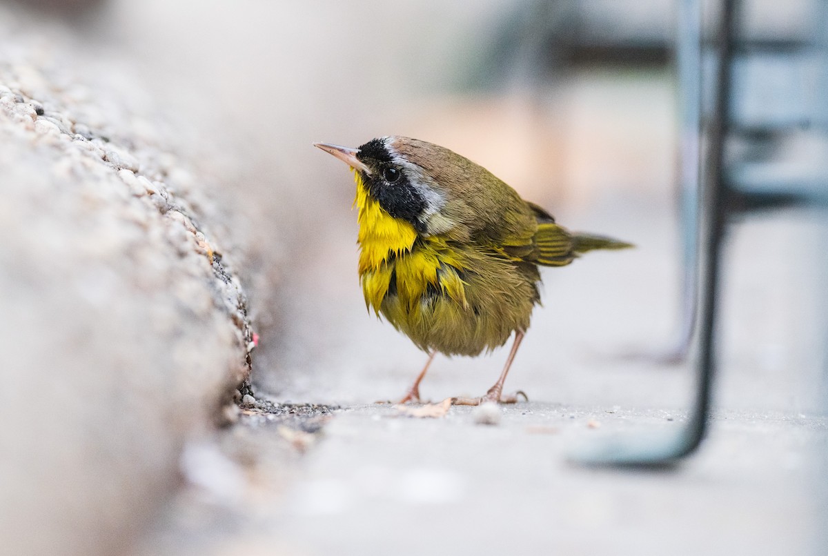 Common Yellowthroat - ML629960237