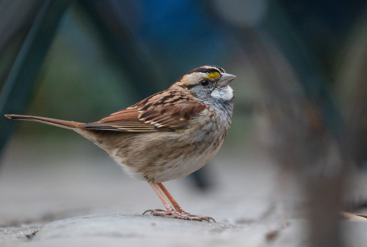 White-throated Sparrow - ML629960266