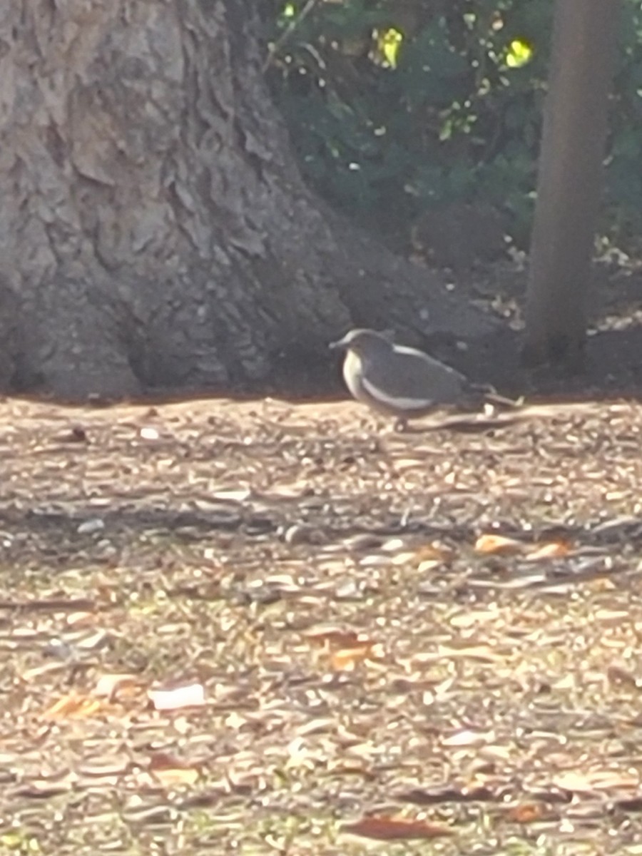 hrdlička bělavokřídlá - ML629960481