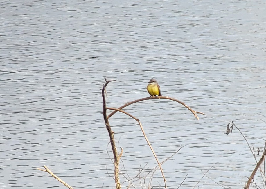 Tropical Kingbird - ML629960537