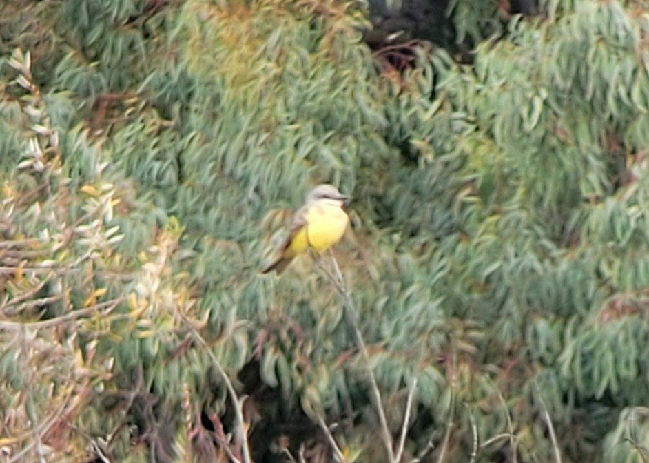 Tropical Kingbird - ML629960538