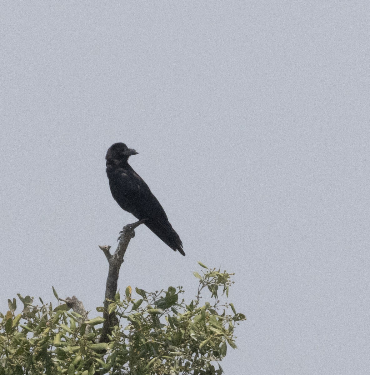 Large-billed Crow - ML629960555