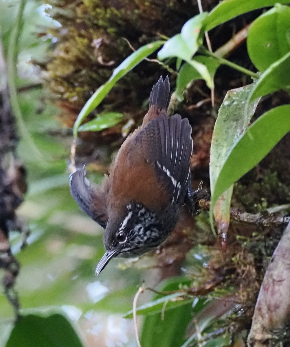 Bar-winged Wood-Wren - ML629960646