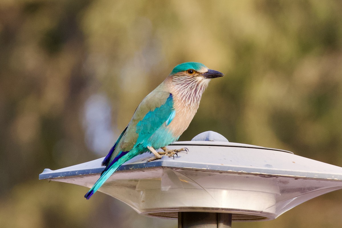 Indian Roller - ML629960945