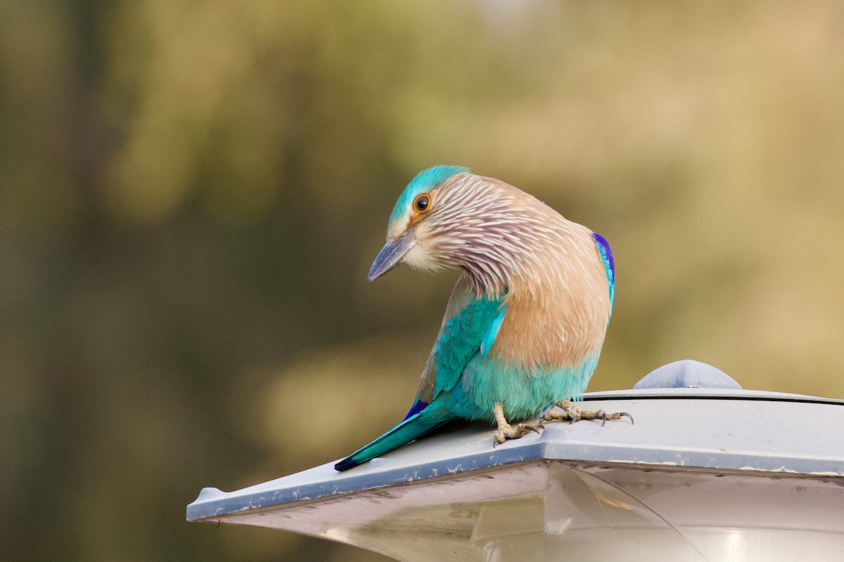 Indian Roller - ML629961045