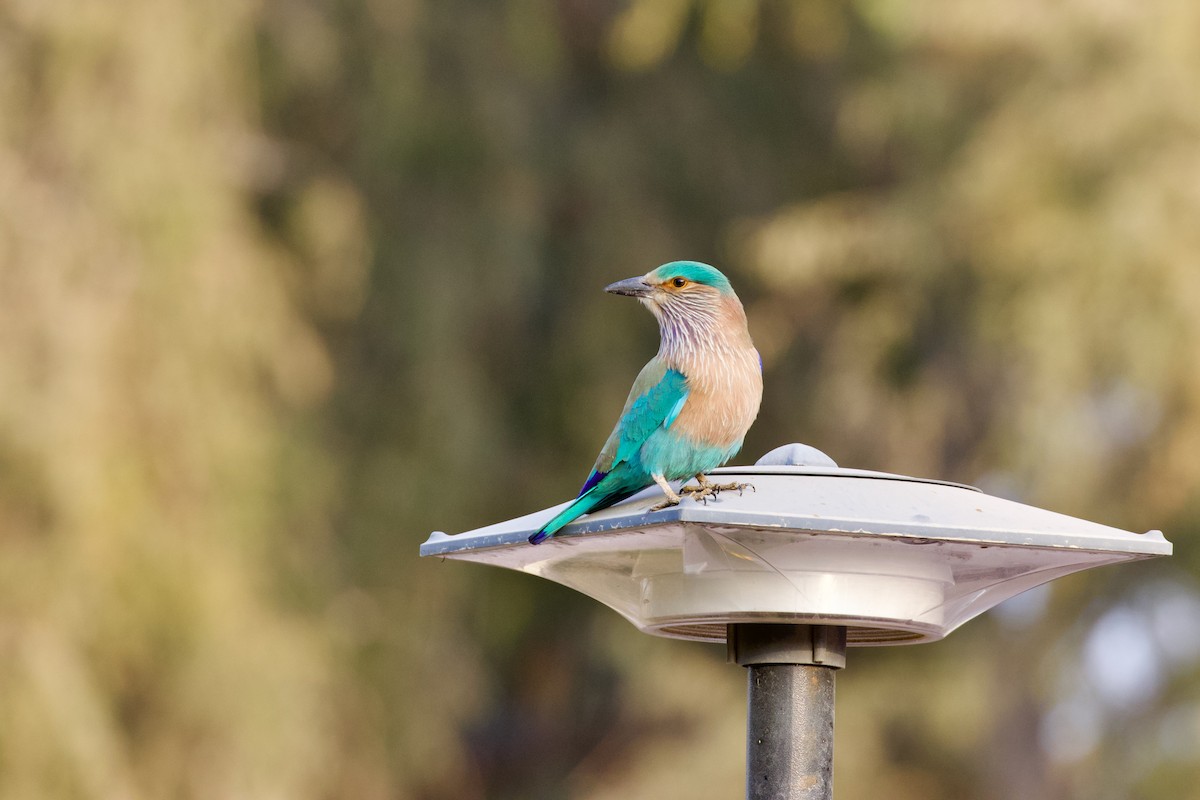 Indian Roller - ML629961046