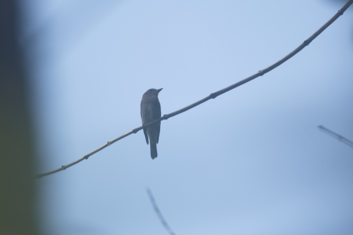 pewee sp. (Contopus sp.) - ML629961140