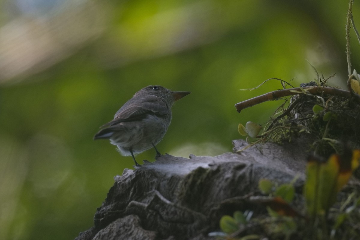 pewee sp. (Contopus sp.) - ML629961141