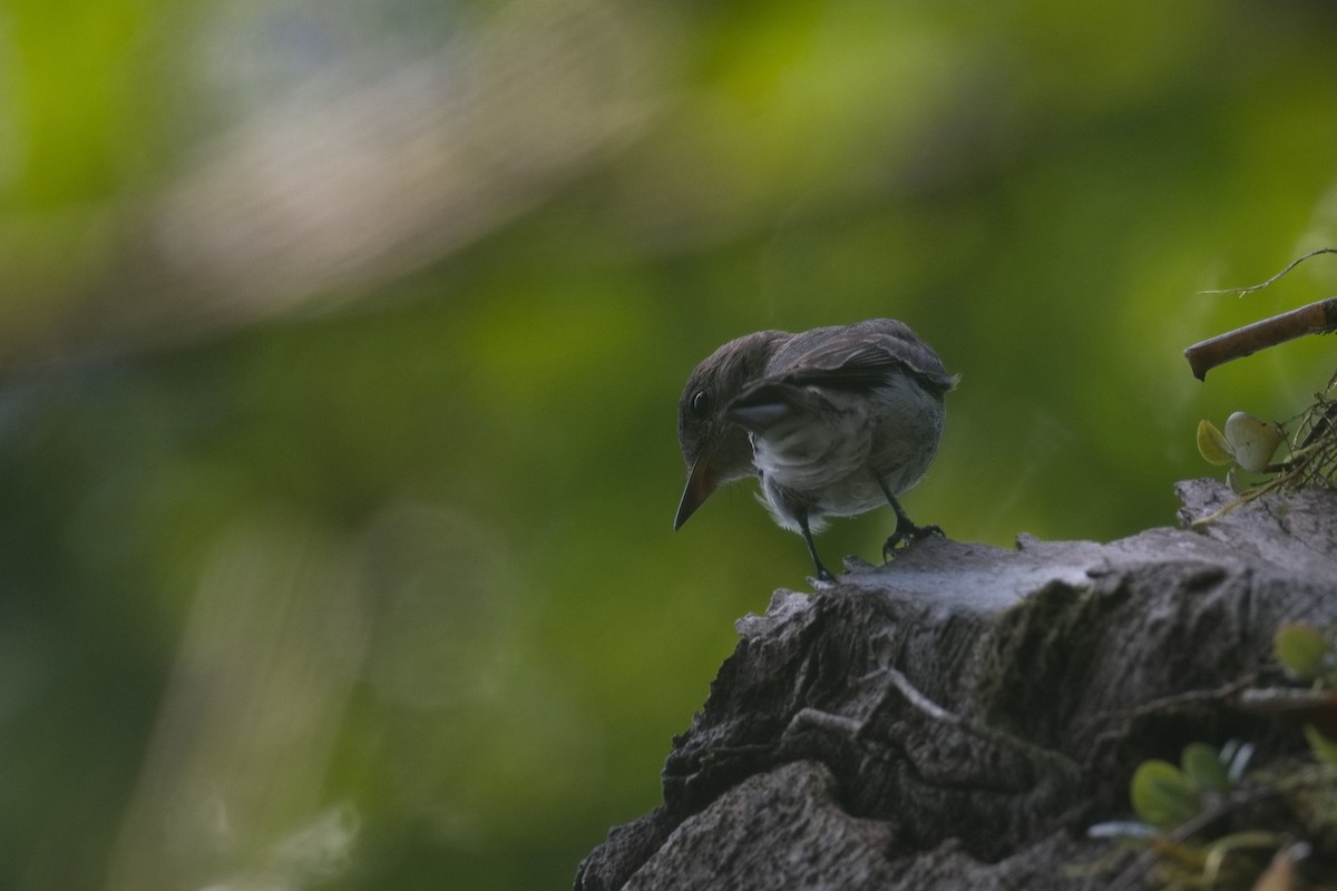 pewee sp. (Contopus sp.) - ML629961142