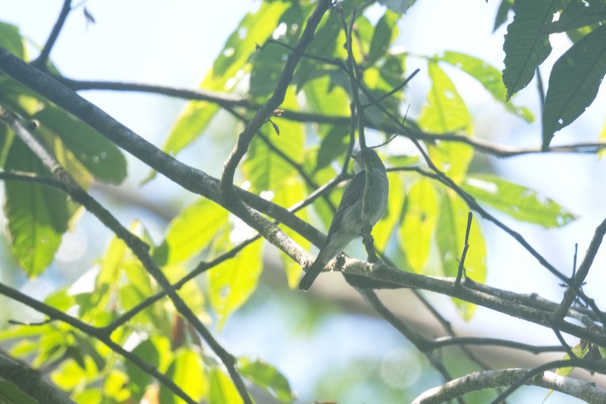 pewee sp. (Contopus sp.) - ML629961143