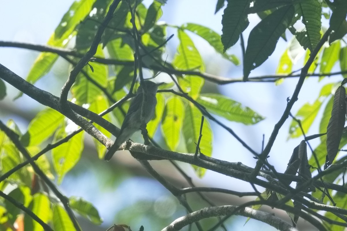 pewee sp. (Contopus sp.) - ML629961144