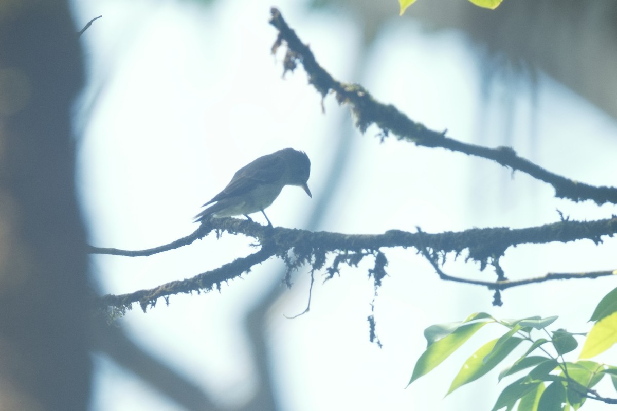 pewee sp. (Contopus sp.) - ML629961145