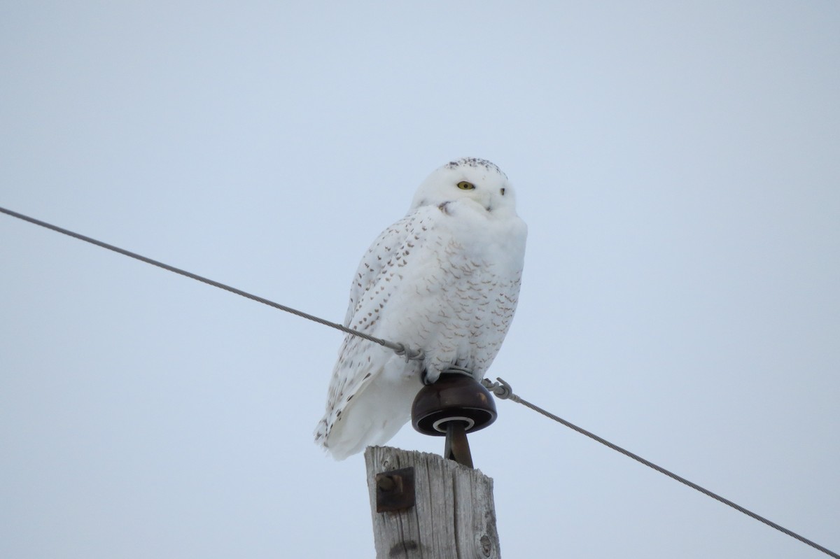 Snowy Owl - ML629961200