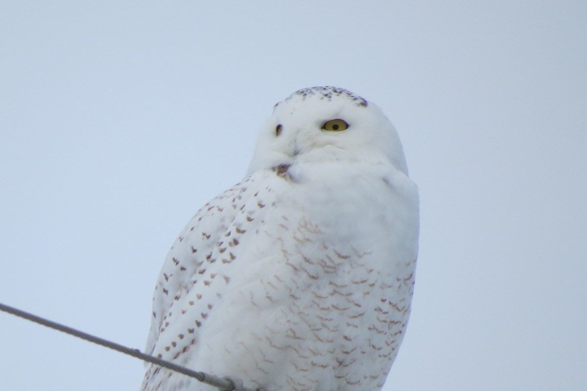 Snowy Owl - ML629961201