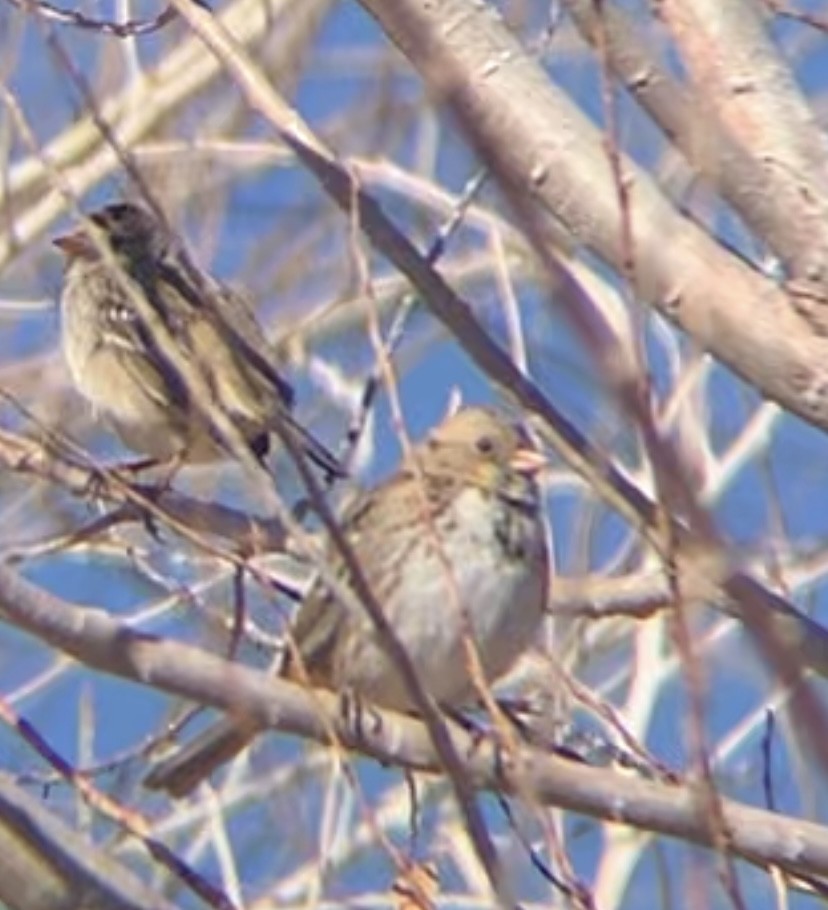 Harris's Sparrow - ML629961421
