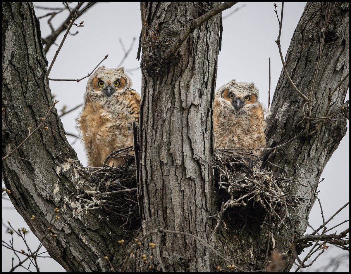 Great Horned Owl - Jim Emery