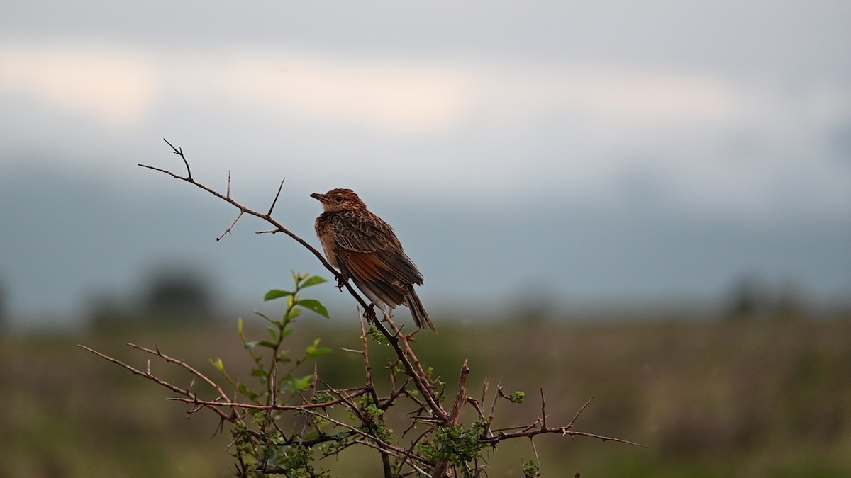 Singing Bushlark (Singing) - ML629961675