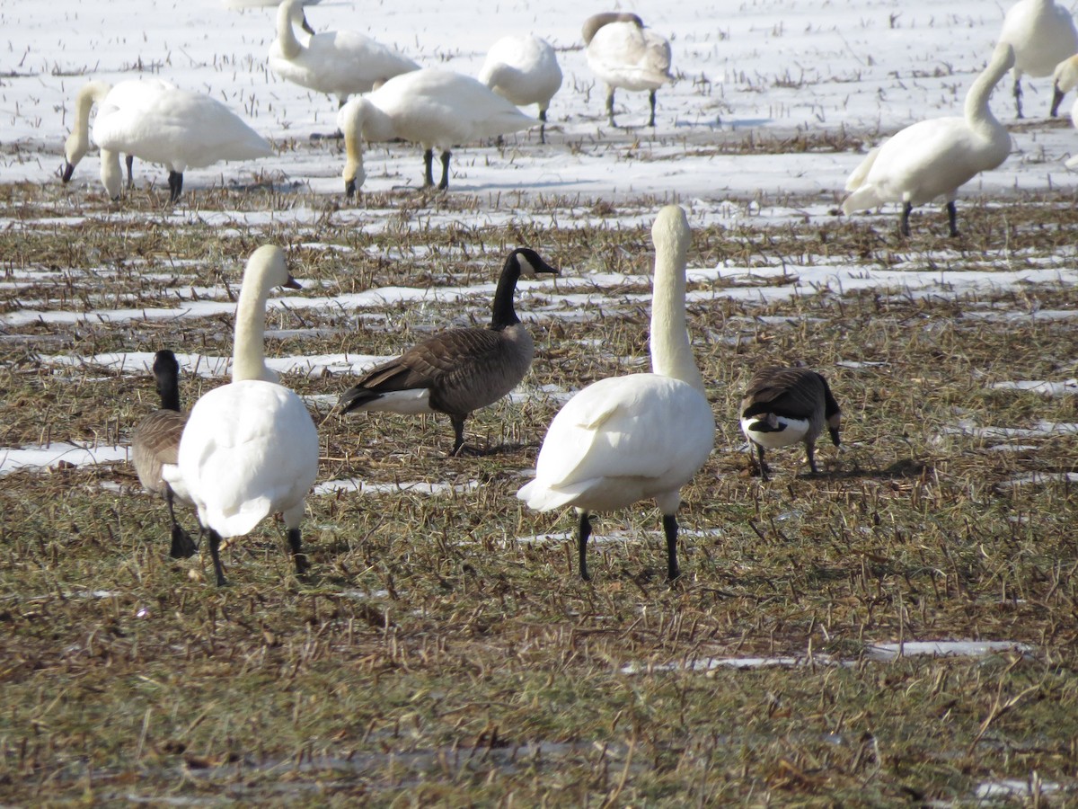 Bernache du Canada - ML629961873