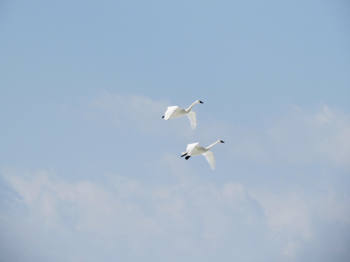 Cygne siffleur - ML629961916