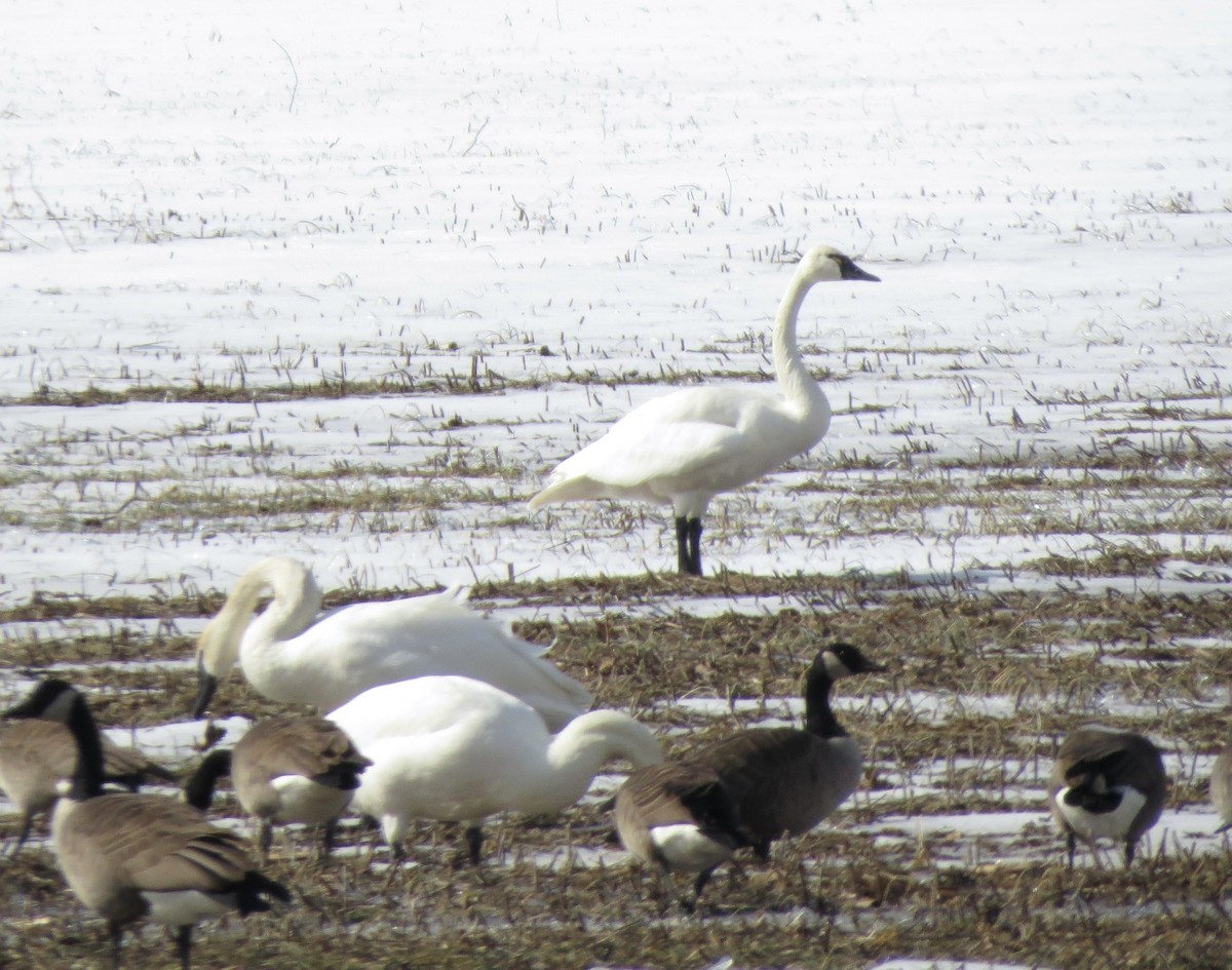 Cygne siffleur - ML629961917