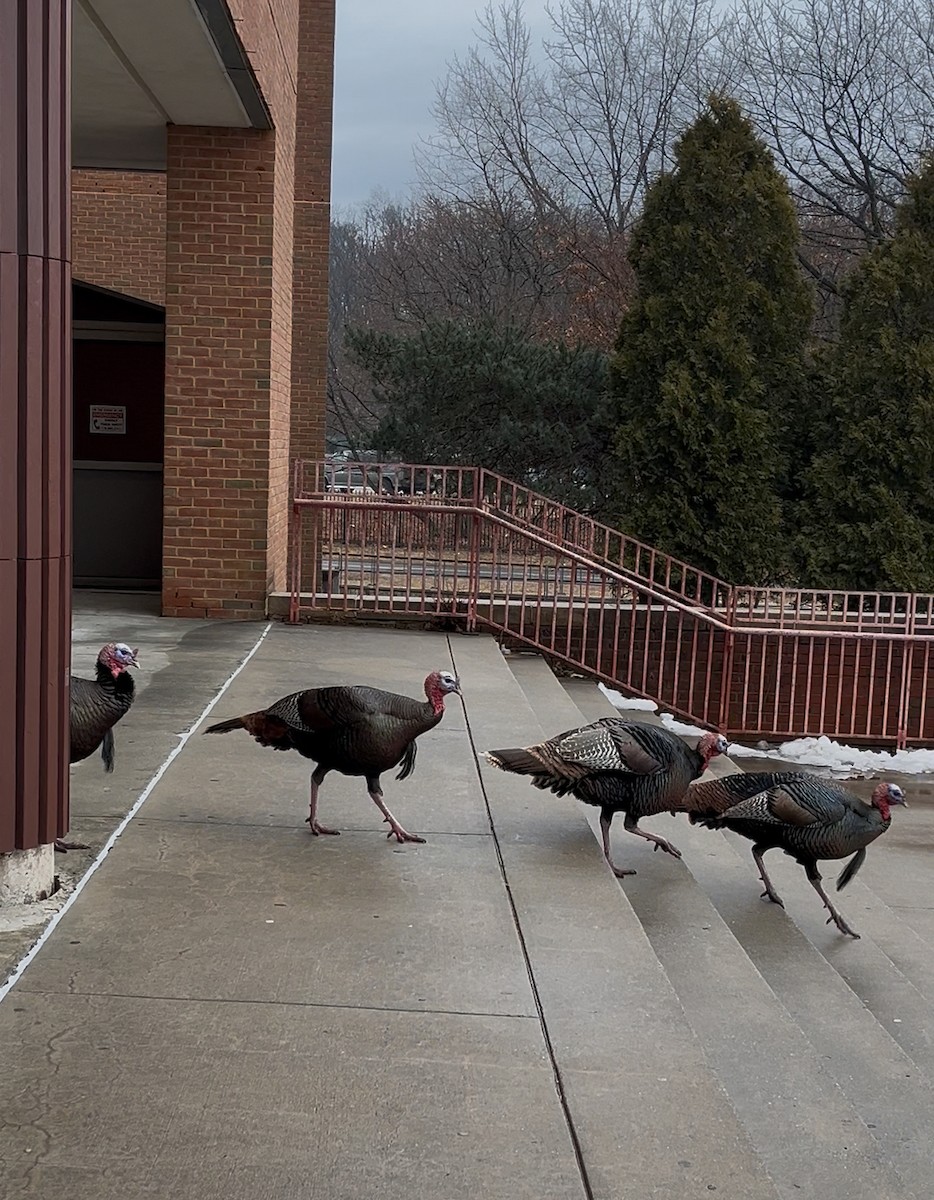 Wild Turkey - ML629962167