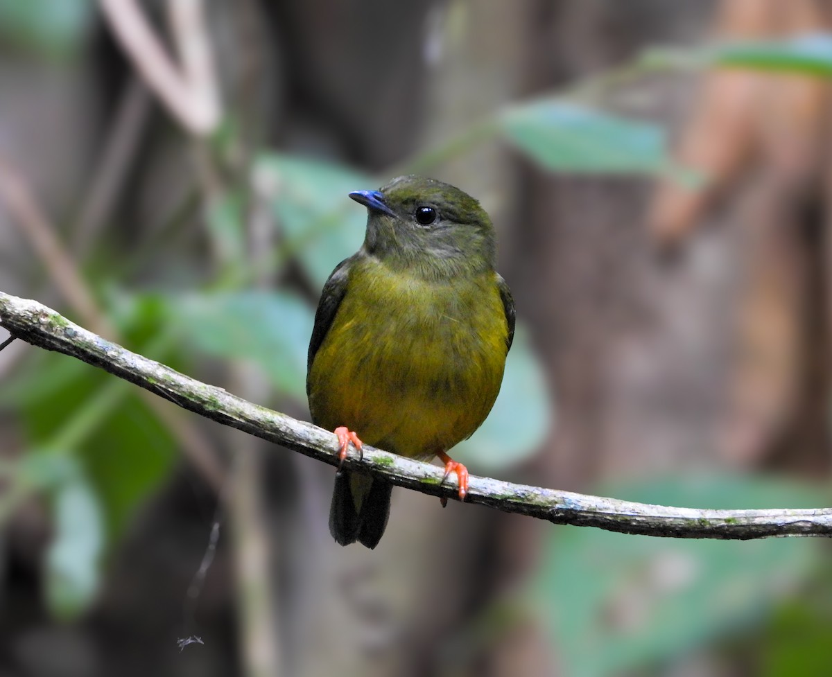 White-collared Manakin - ML629962178