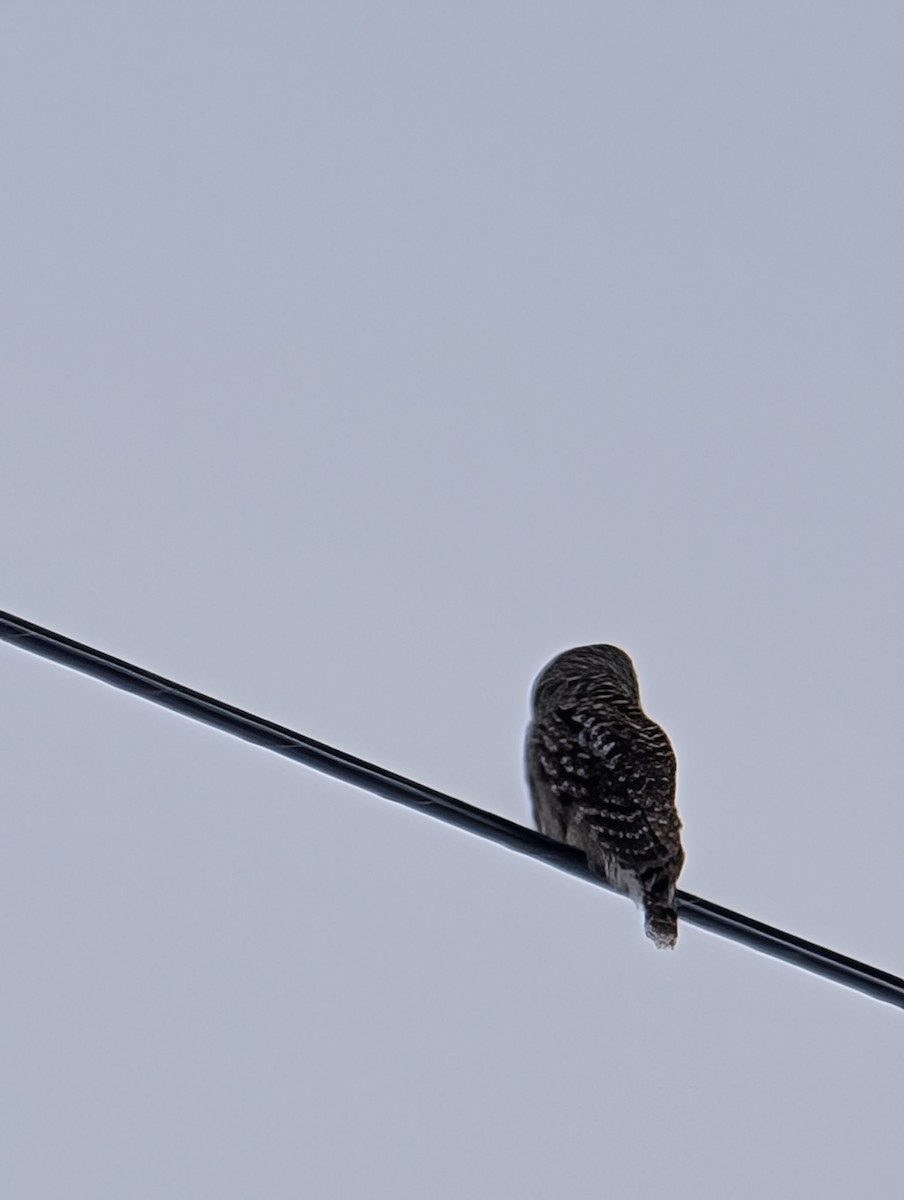 Barred Owl - ML629962213