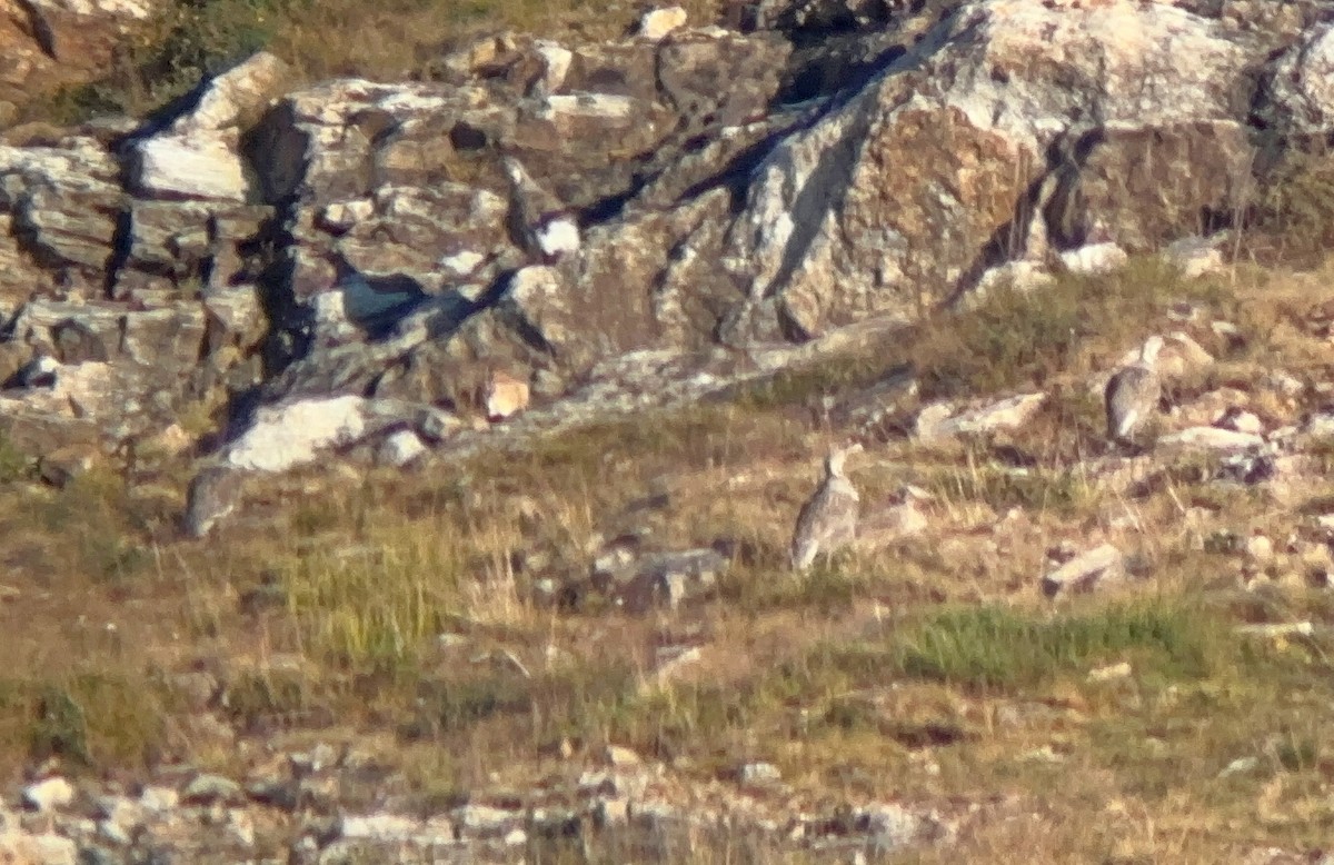 Himalayan Snowcock - ML629962223