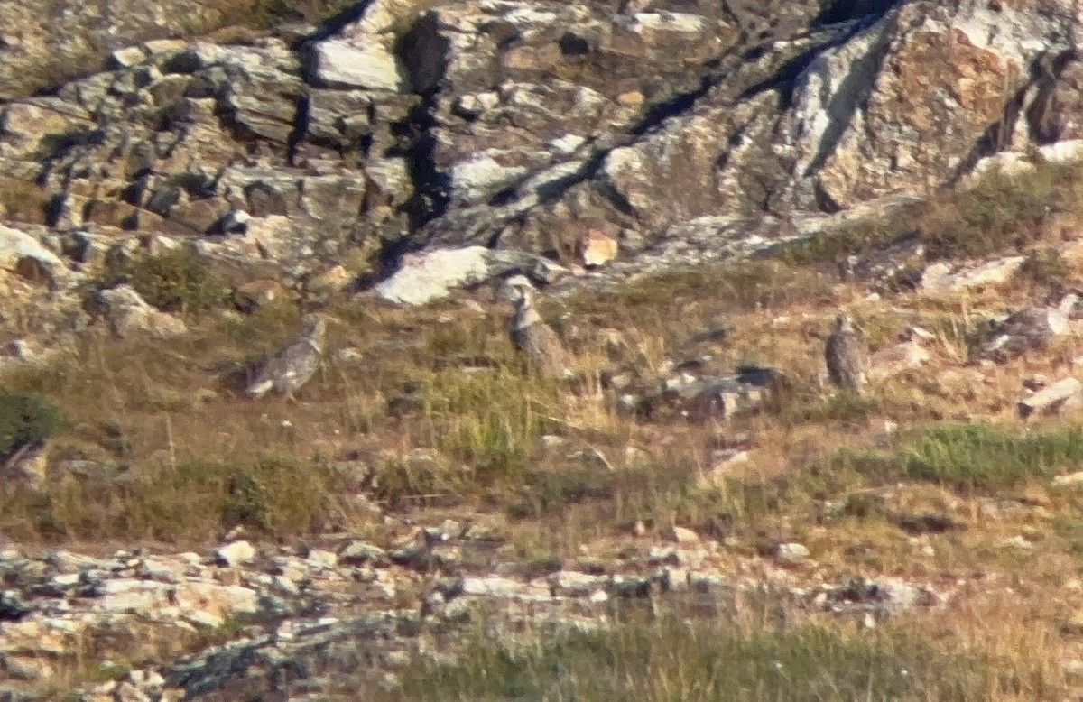 Himalayan Snowcock - ML629962224