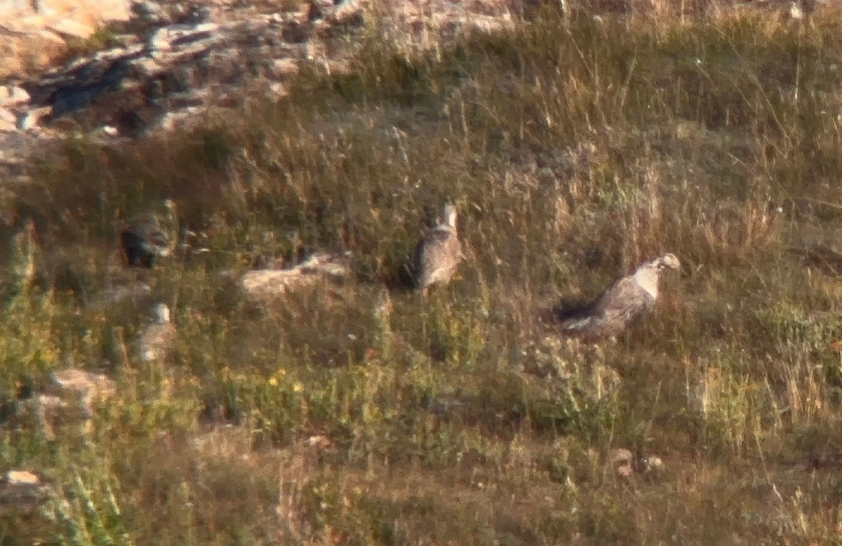 Himalayan Snowcock - ML629962225