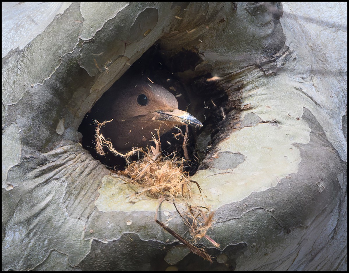 Northern Flicker - Jim Emery