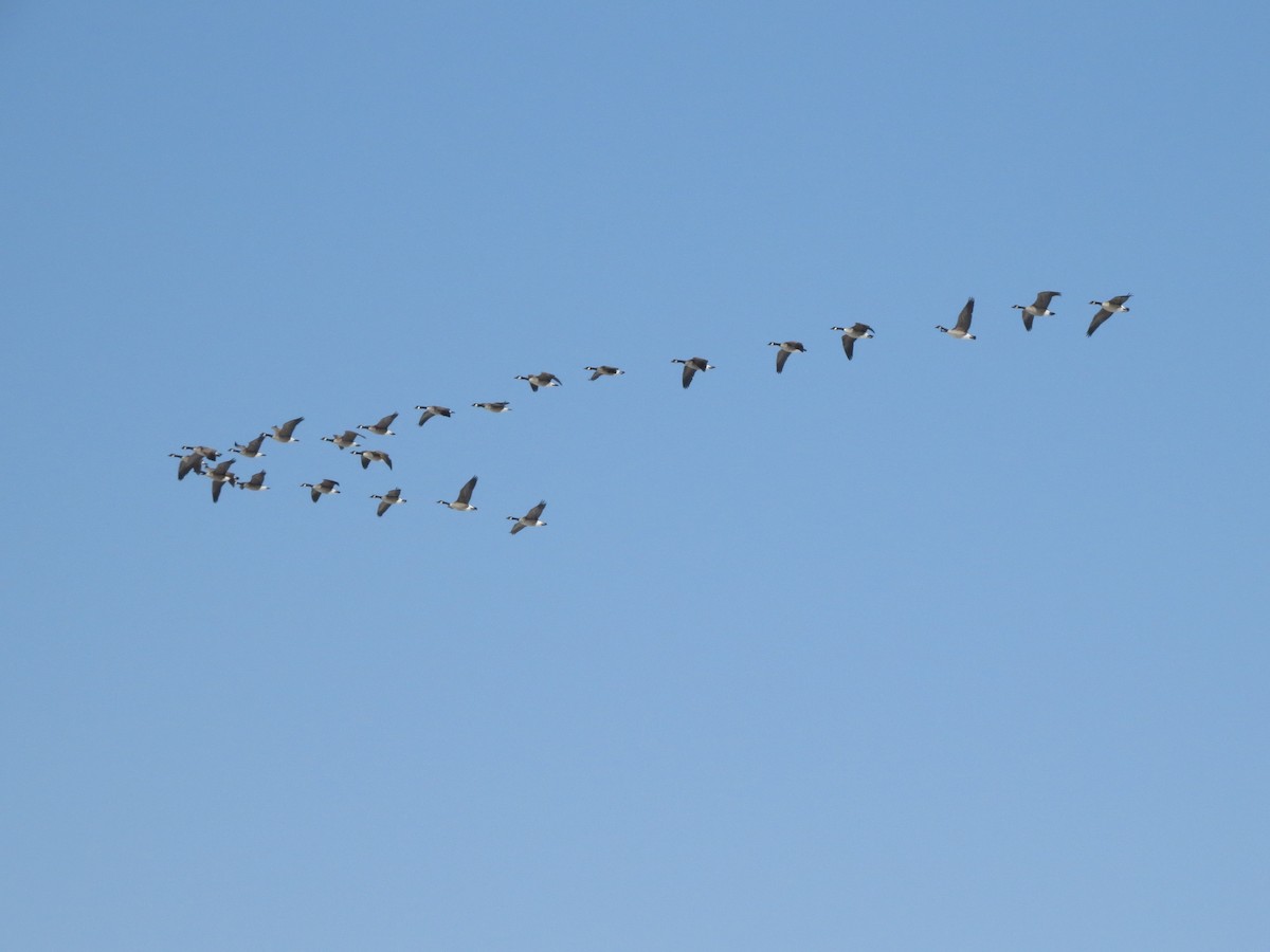 Bernache du Canada - ML629962280