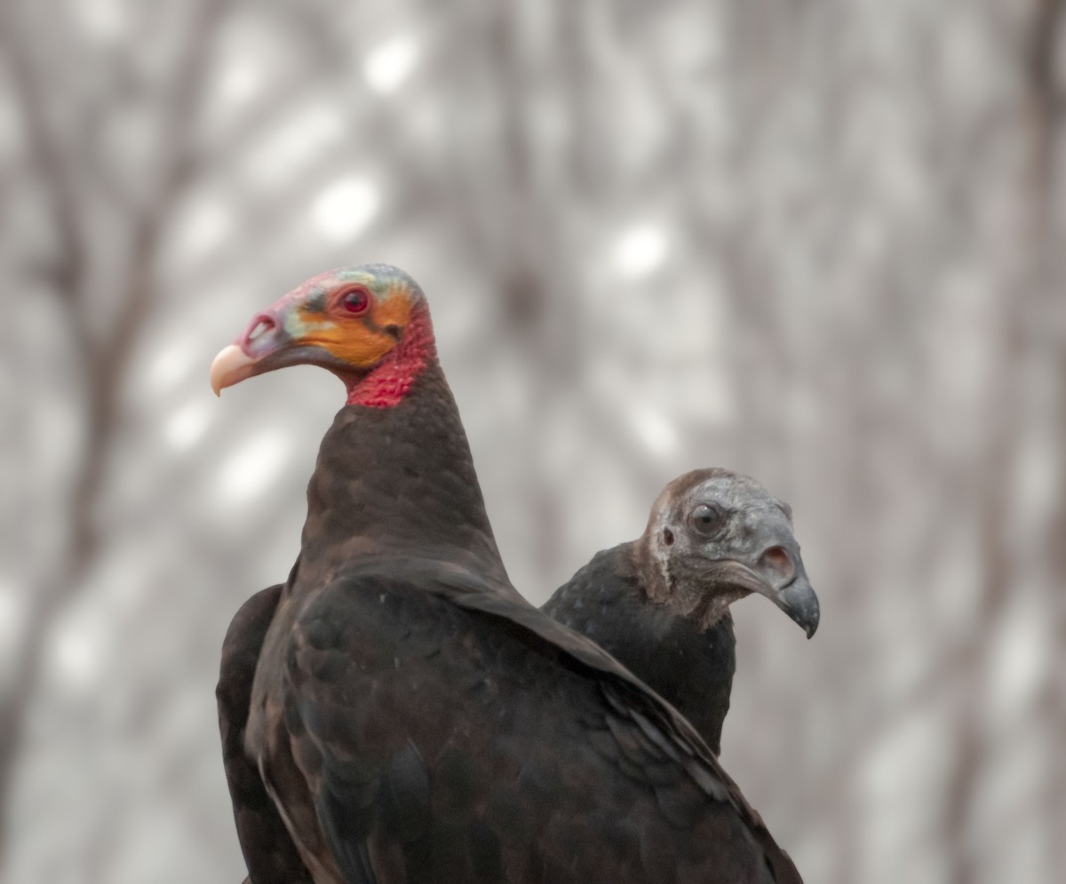 Lesser Yellow-headed Vulture - ML629962373