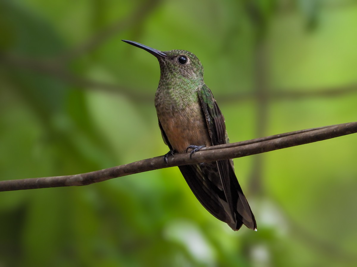 Scaly-breasted Hummingbird - ML629962524