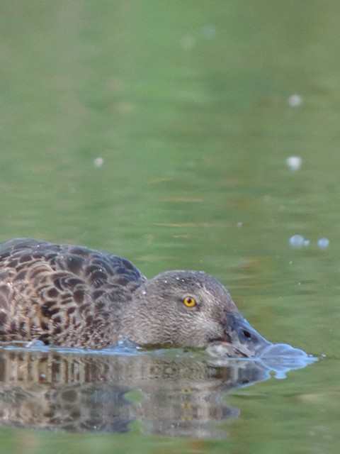 Canard bridé - ML629962613