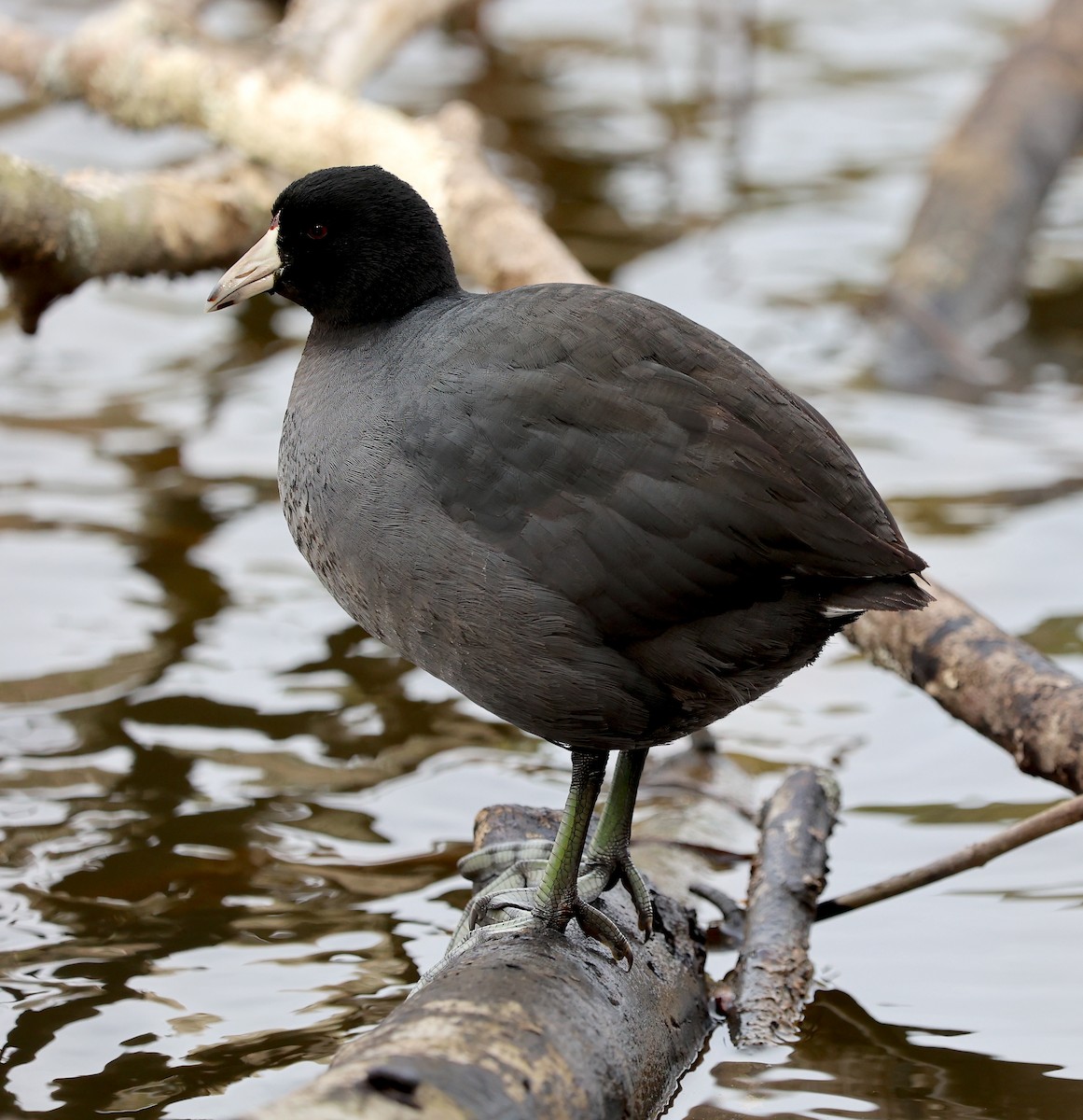 American Coot - ML629962712