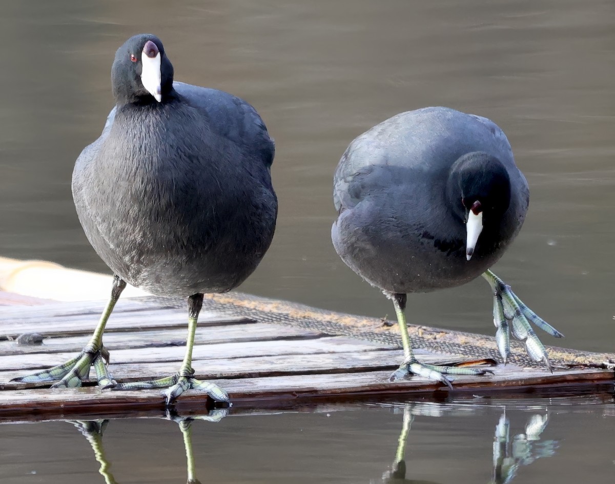 American Coot - ML629962716