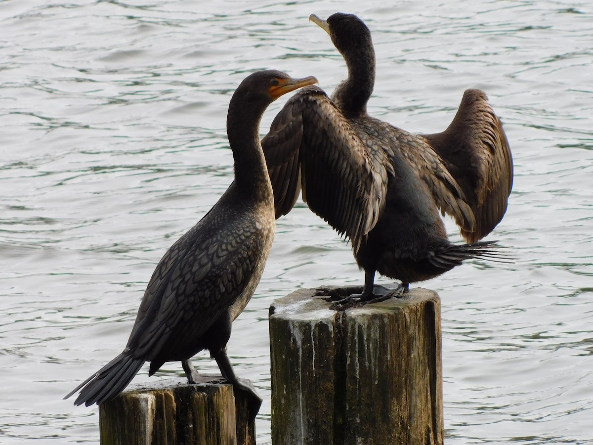 Double-crested Cormorant - ML629962953