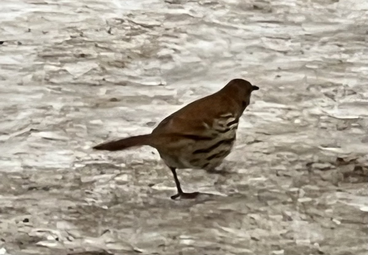 Brown Thrasher - ML629963114