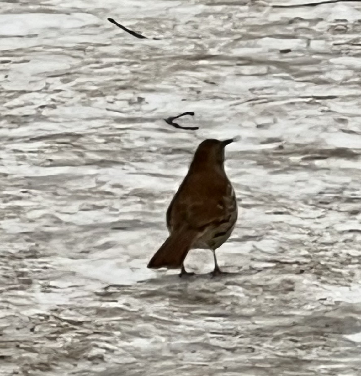 Brown Thrasher - ML629963117