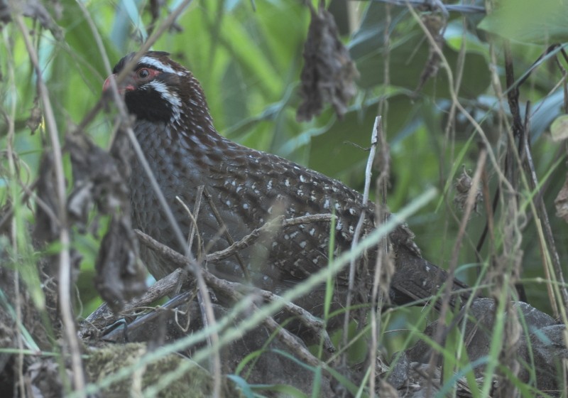 Long-tailed Wood-Partridge - ML629963179