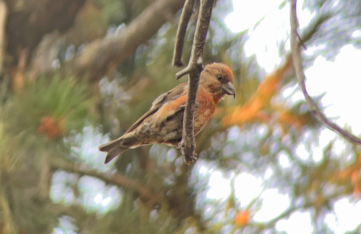 Cassia Crossbill - ML629963247