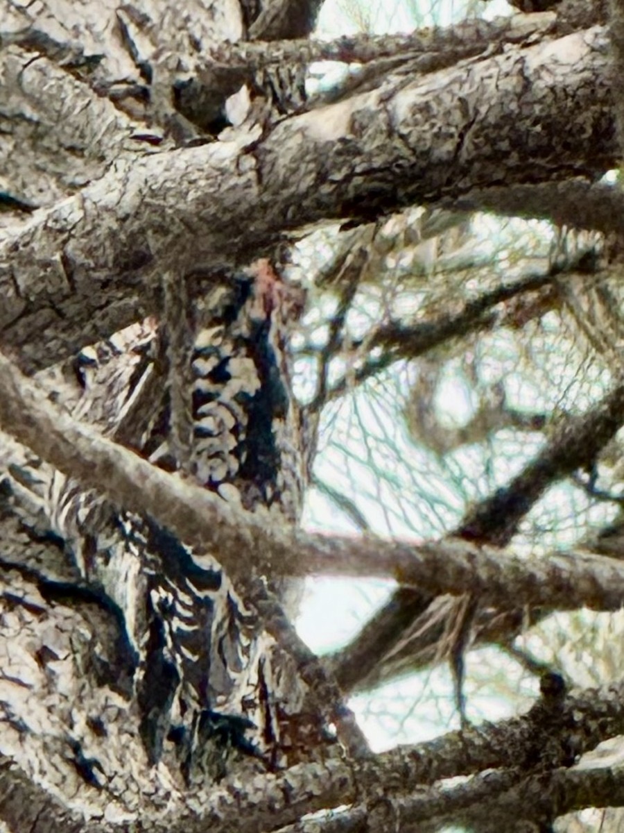 Red-naped Sapsucker - ML629963301