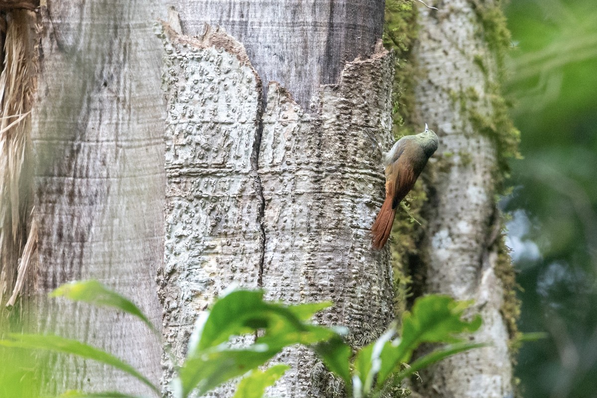 Olivaceous Woodcreeper - ML629963365