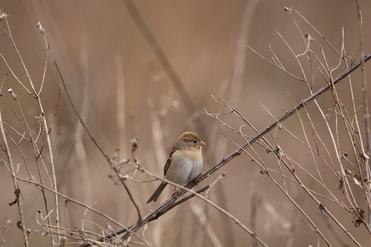 Field Sparrow - ML629963812